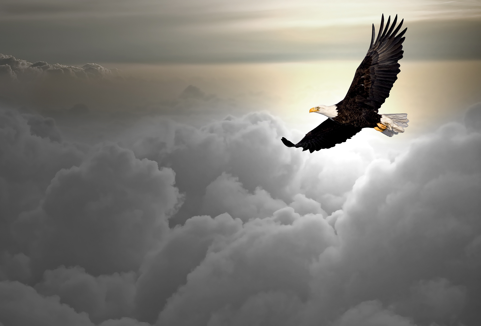 bigstock-bald-eagle-flying-above-the-cl-26090840.jpg